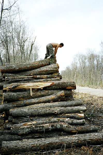 logs