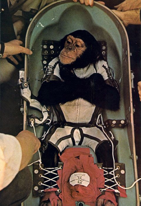 monkey