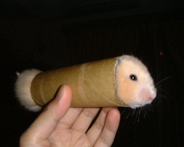 ready-to-roll-gerbil
