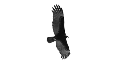 soaring
